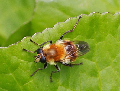 Criorhina floccosa, female, hoverfly
